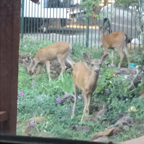 Meet your Posher, Isaiah - Picture 11 of 12